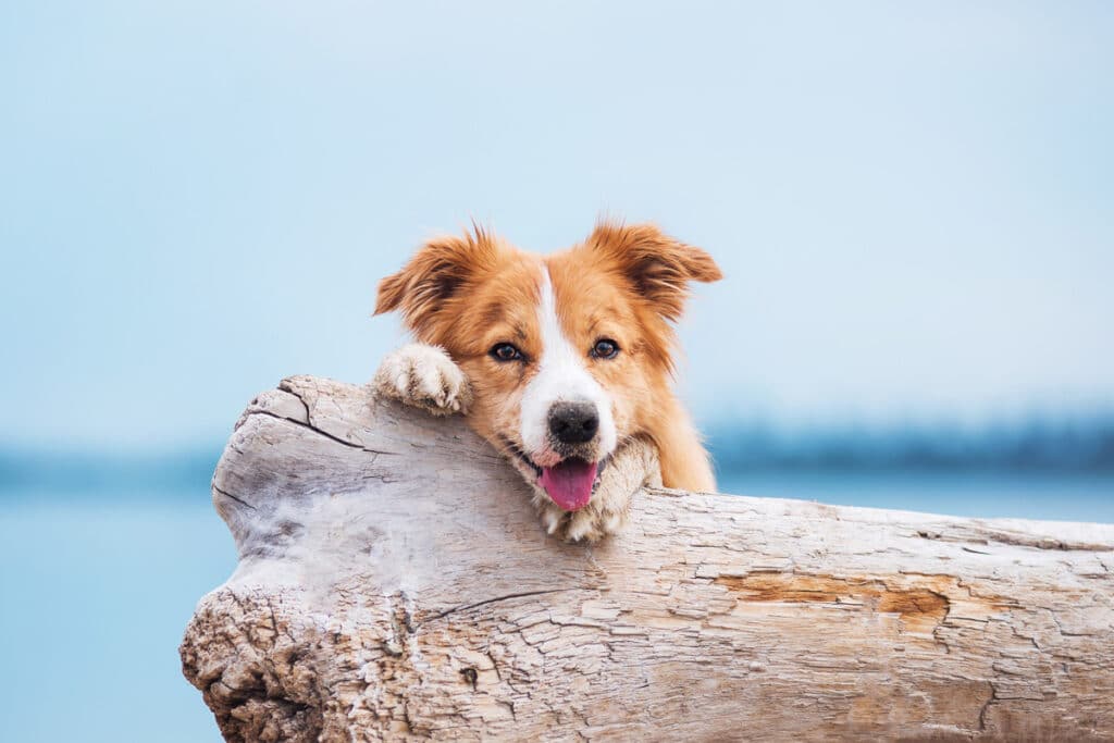 Hund liegt auf einem Holzstamm vor blauem Himmel
